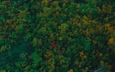 秋だけど夏バテ…！？