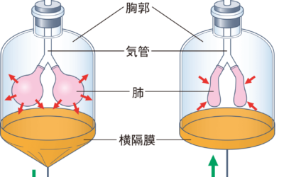 呼吸法の生理学